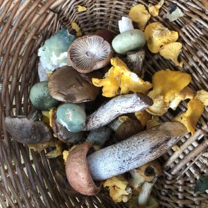 basket of foraged wild mushrooms