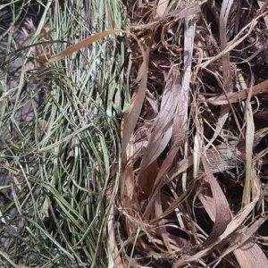 natural cordage foraging and knife skills