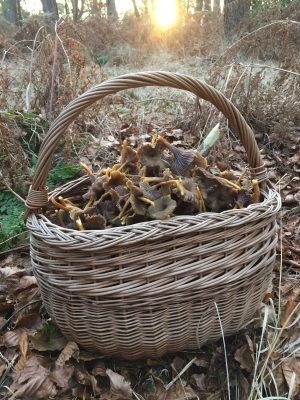 Basket of foraged winter chanterelles in the sunrooms, Dorset