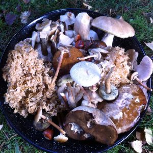 Mushroom hunting bowl of foraged wild mushrooms