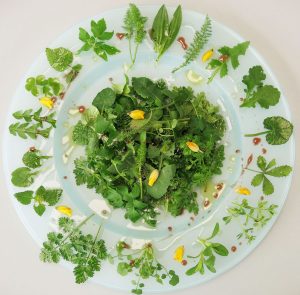 Wild winter salad collected on a Forage London wild food walk