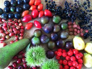 Wild fruit berries found on a Forage London wild food walk.