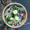 Springtime wild salad