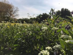 View of a foraging field in Dorset