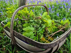 Spring foraged oak leaves in a basket with bluebells