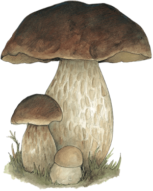 Forage London Mushroom Home Page menu Image