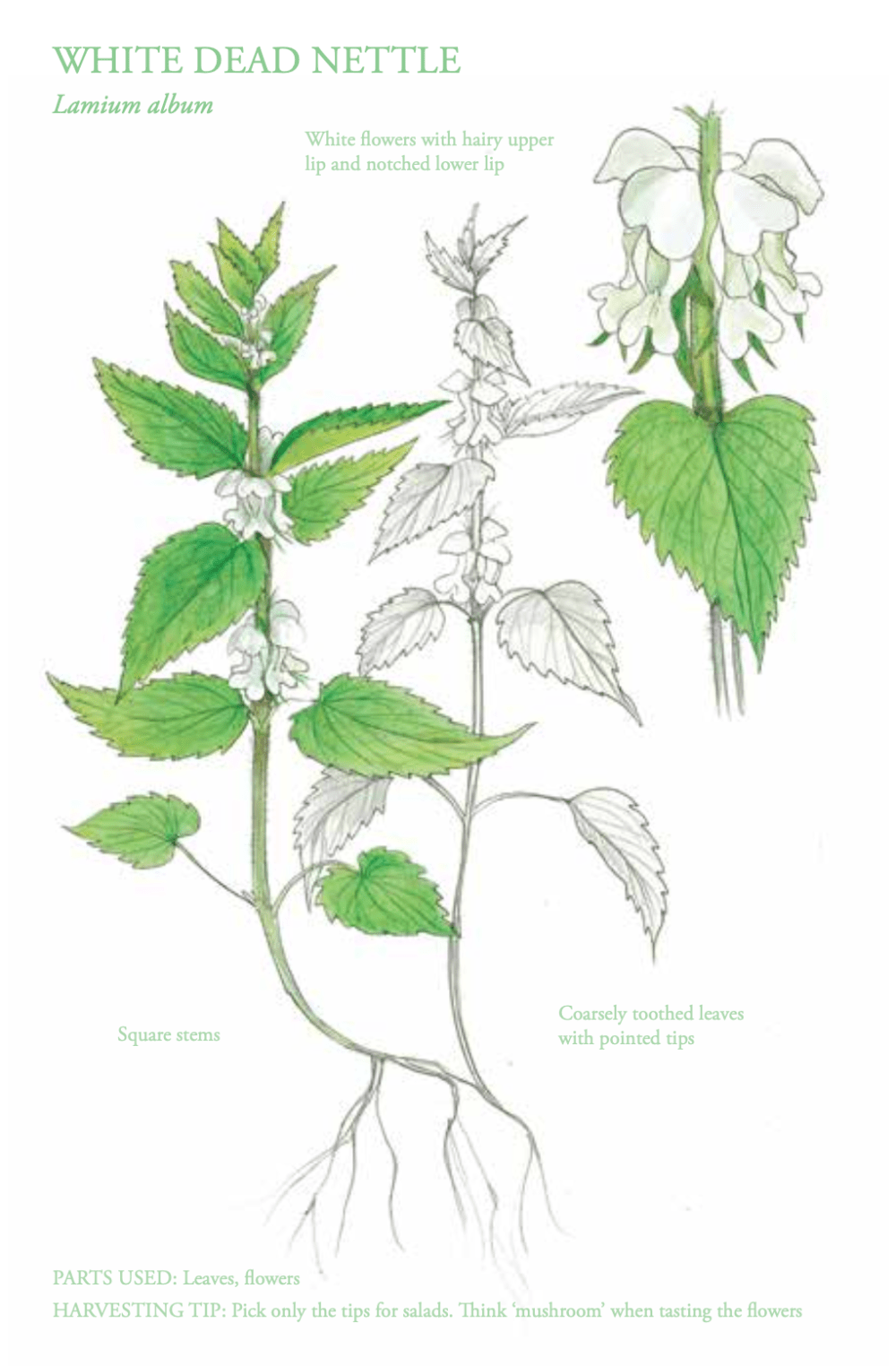 The Edible City April, authored by John Rensten of Forage London - White Dead Nettle