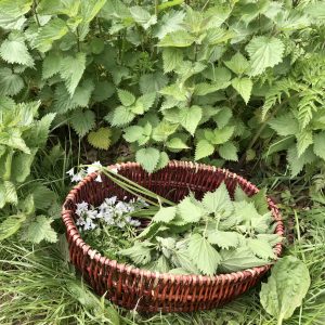 Nettles in basket foraged during a wild food walk