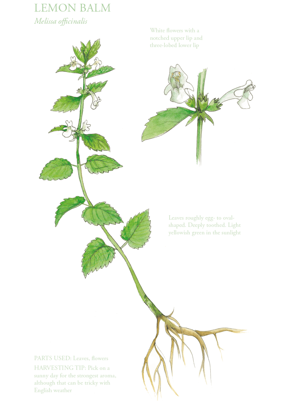 The Edible City June, authored by John Rensten of Forage London - Lemon Balm