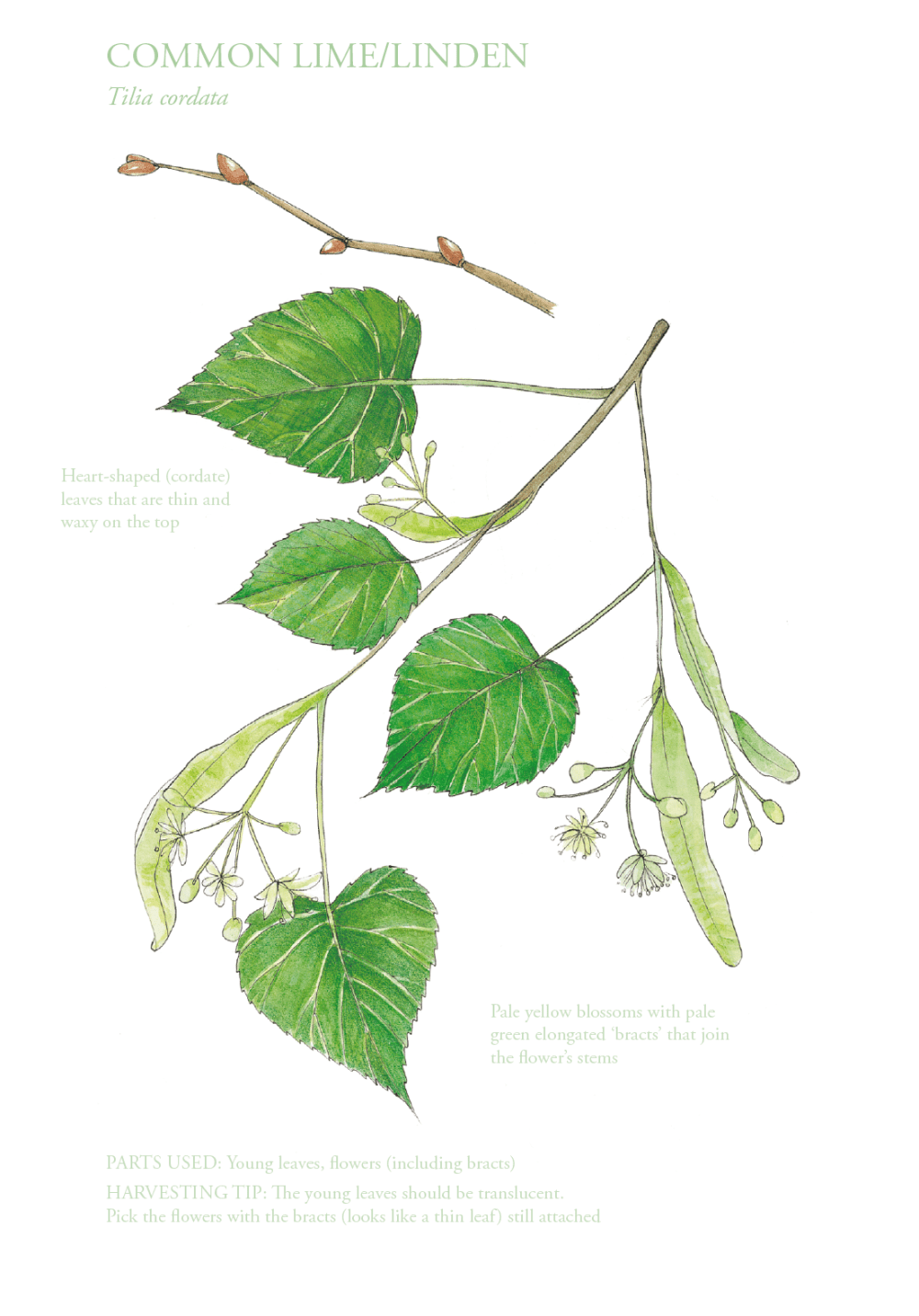 The Edible City June, authored by John Rensten of Forage London, Common Lime/Linden