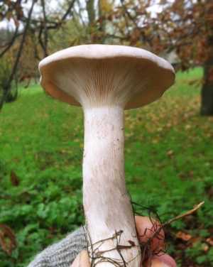 Wild mushroom discovered on Wild food walk in London