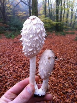 Wild mushroom foraged whilst attending a wild hunting mushroom course in the New Forest