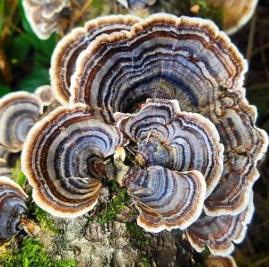 Wild mushroom foraged on a forage London mushroom hunting walk and course