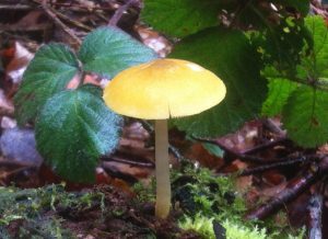 Wild mushroom discovered on wild mushroom hunting course in the New Forest, Hampshire