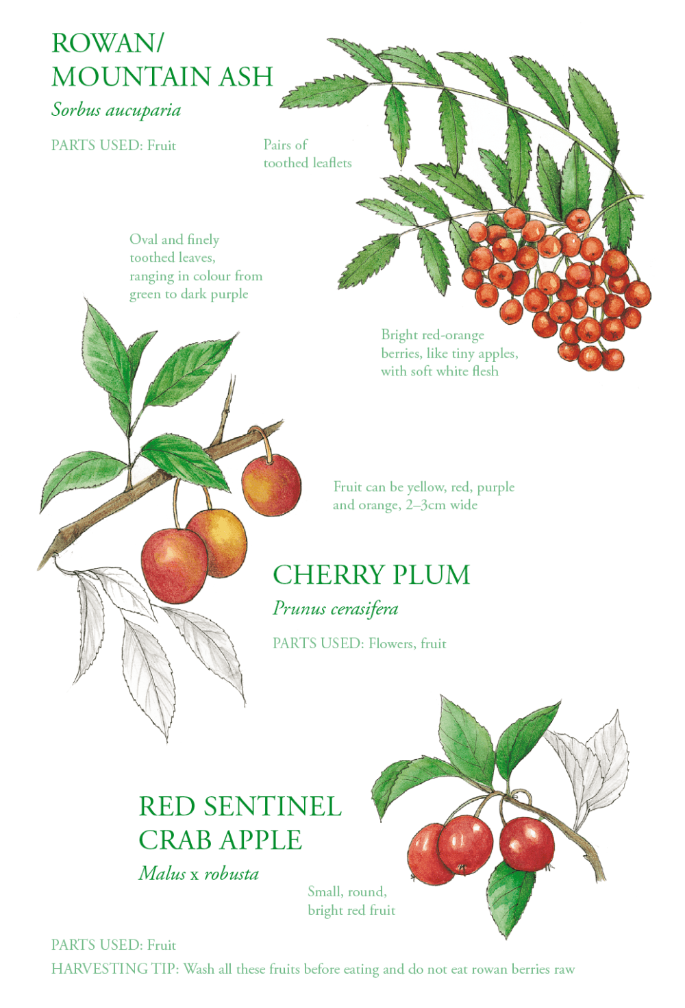 The Edible City September, authored by John Rensten of Forage London, Rowan/mountain ash, cherry plum, red sentinel crab apple