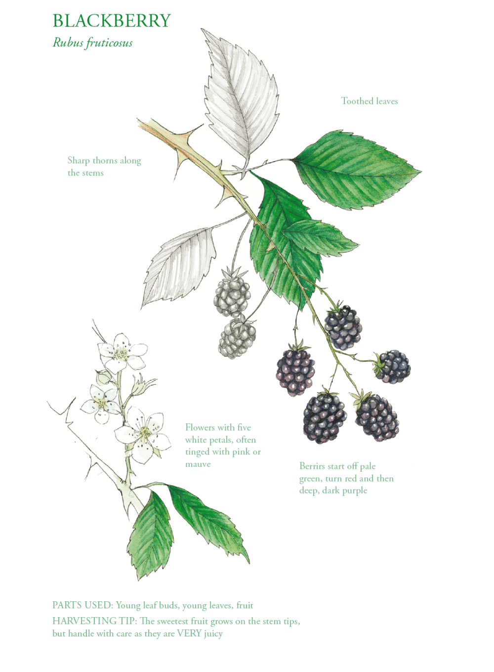 The Edible city September, authored by John Rensten of Forage London, BlackBerry