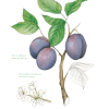 The Edible City September, authored by John Rensten of Forage London, Wild plum