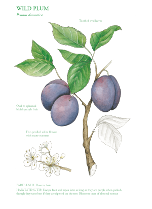 The Edible City September, authored by John Rensten of Forage London, Wild plum