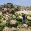 Corporate group seashore foraging in Dorset with John Rensten from Foraging London