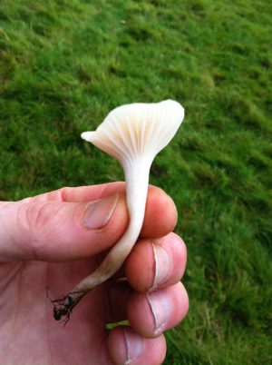 Wild mushroom found on wild food walk in Dorset