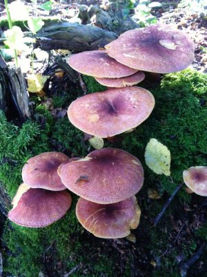 Wild mushrooms found on a wild walk in the New Forest, Hampshire