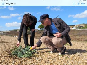 A man and woman looking at yellow horned poppy flowering on the beach