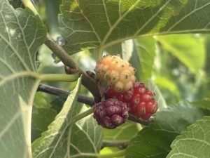 Black mulberries at various stages of ripening