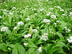 A field of wild garlic leaves and white flowers with poisonous Lords and ladies intermingled