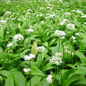 A field of wild garlic leaves and white flowers with poisonous Lords and ladies intermingled