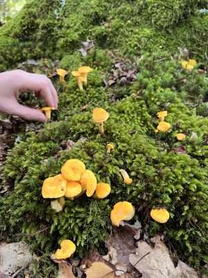 Wild Chantrelle mushrooms foraged on Forage Londons mushroom foraging course