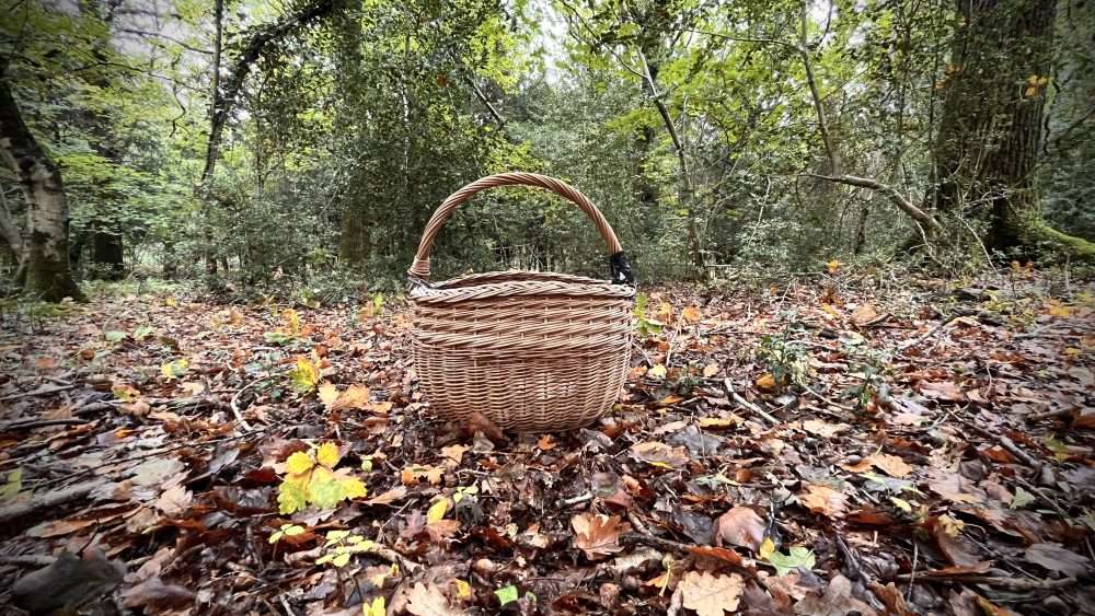 A basket placed in the woods ready to collect foraged ingredients on a wild food walk with forage London