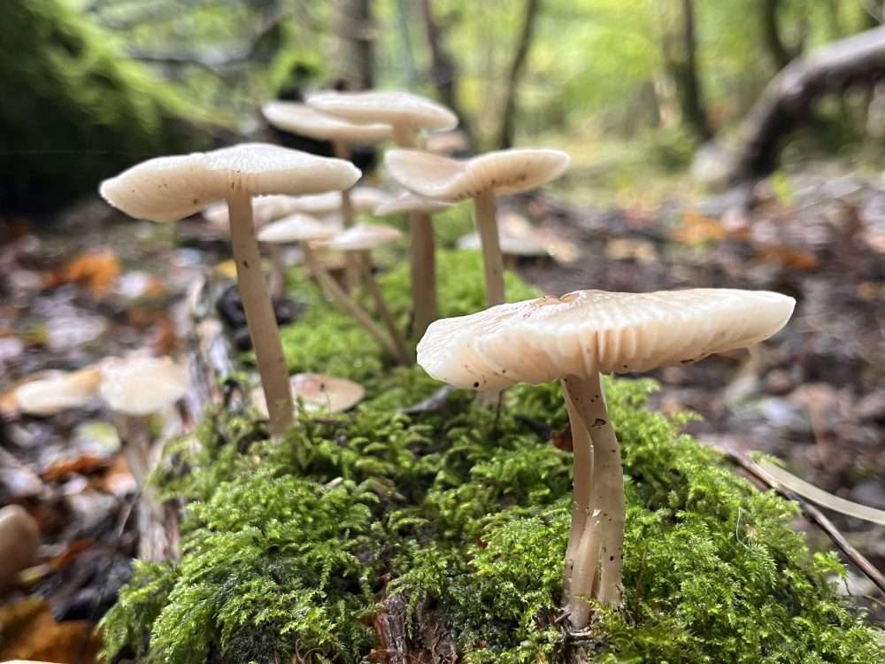 Wild mushrooms in the New Forest, foraging with Forage London