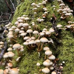 Sulphur tuft Wild mushrooms located on a wild mushroom walk in the New Forest