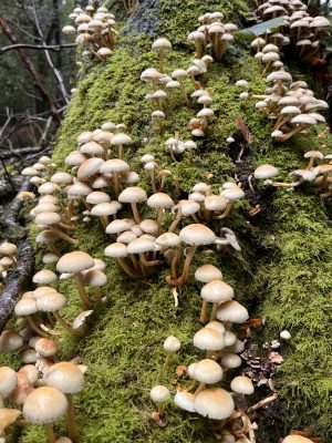 Sulphur tuft Wild mushrooms located on a wild mushroom walk in the New Forest