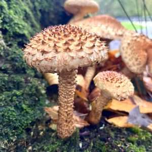 Pholiota squarrosa Wild mushrooms for foraging with Forage London