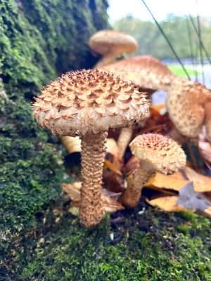 Pholiota squarrosa Wild mushrooms for foraging with Forage London