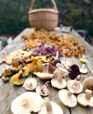 A table of wild mushrooms foraged on a Forage London course