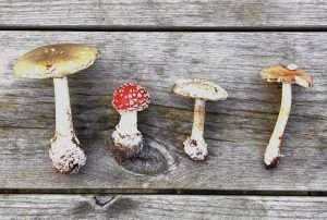 4 mushrooms foraged on a wild mushroom food walk