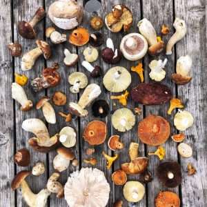 Autumnal wild mushrooms foraged on a Forage London wild food walk