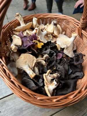 A basket of wild mushrooms foraged on a wild food walk in London