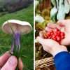 Mushroom and Berries foraging with Forage London