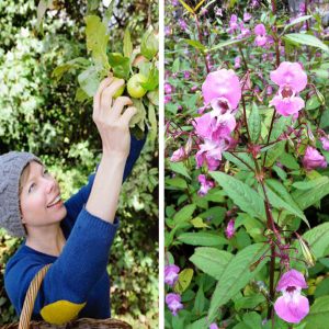 Apples and pink flowers being observed on a wild food walk in London