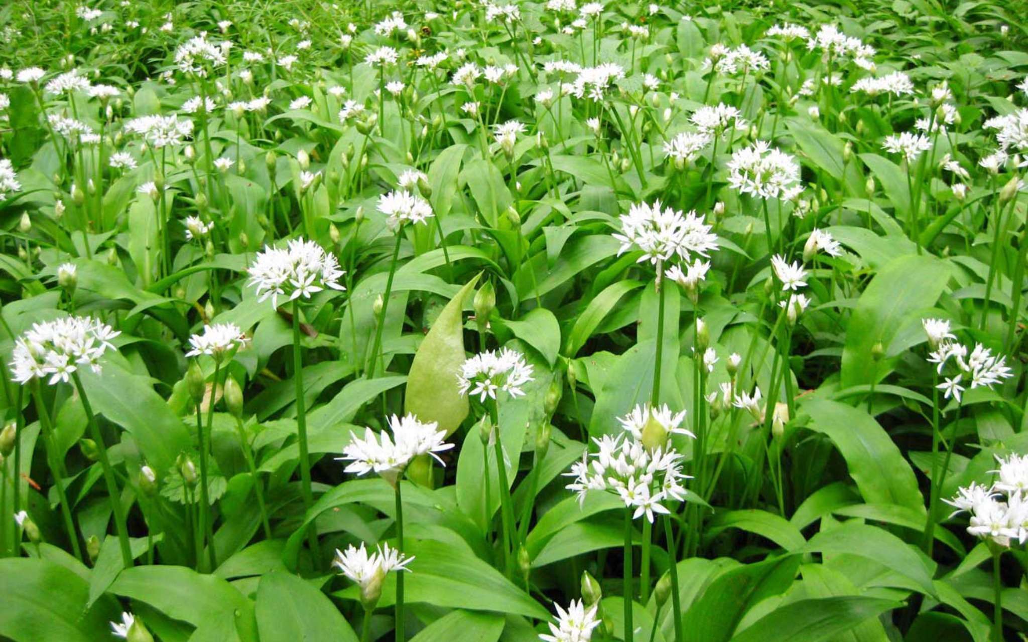 A field of wild garlic leaves and white flowers with poisonous Lords and ladies intermingled