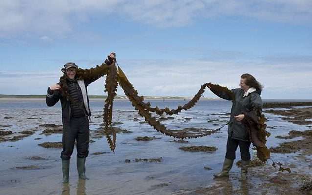 giant sugar kelp on Isley