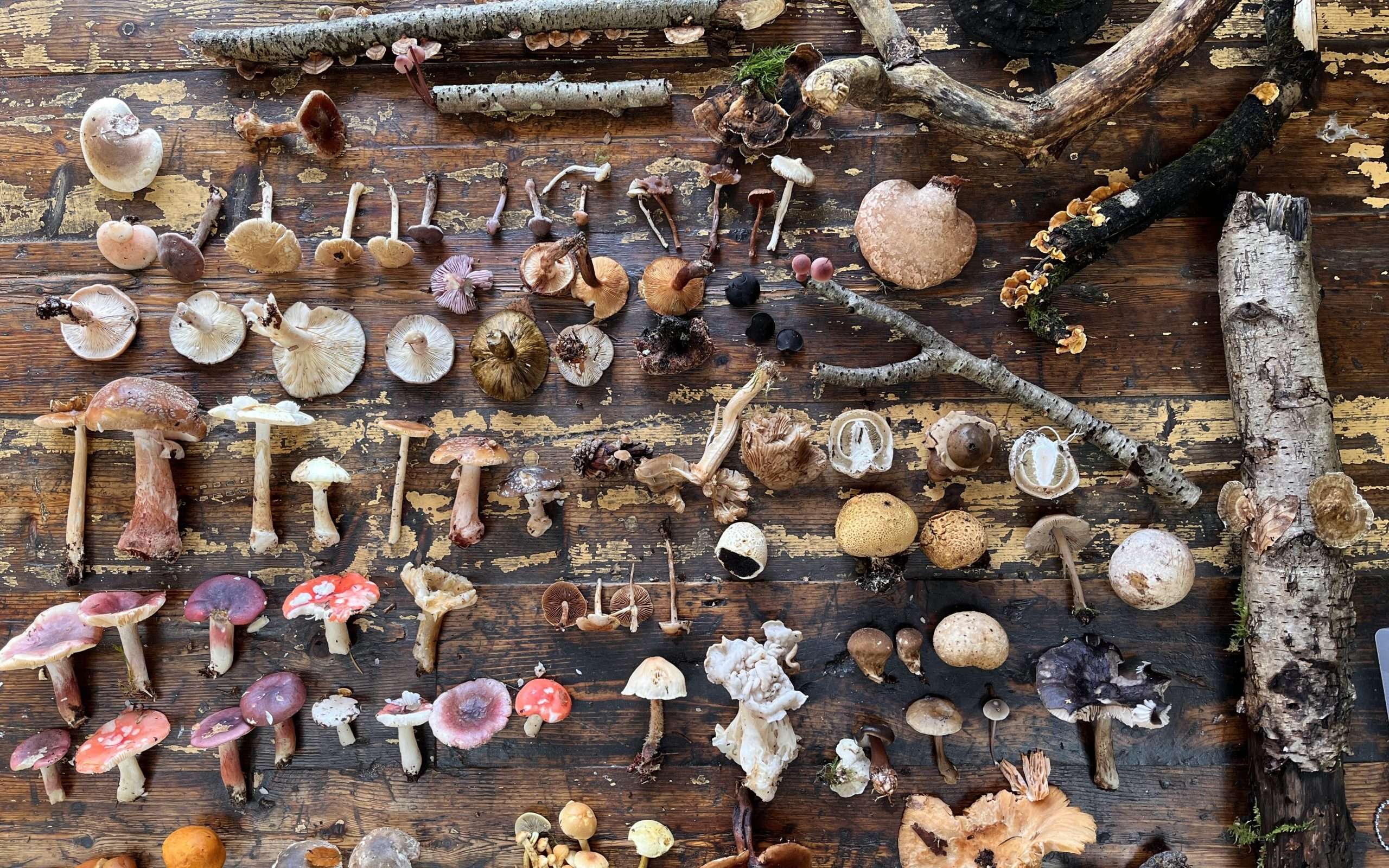 A display of wild mushrooms collected on a foraging wild mushroom hunting course with Forage London