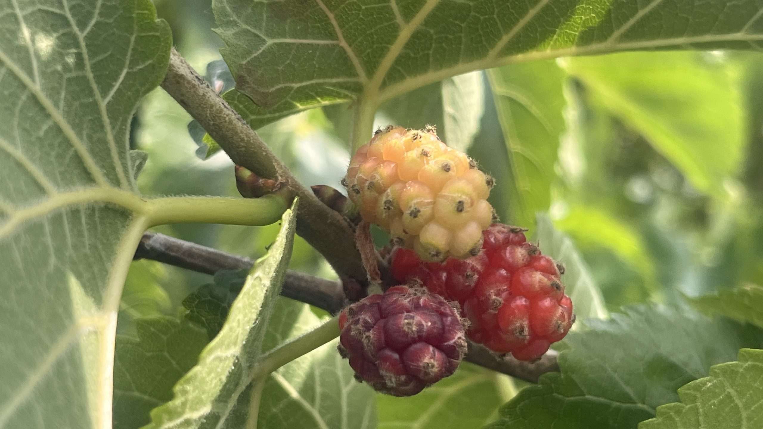 Black mulberries at various stages of ripening