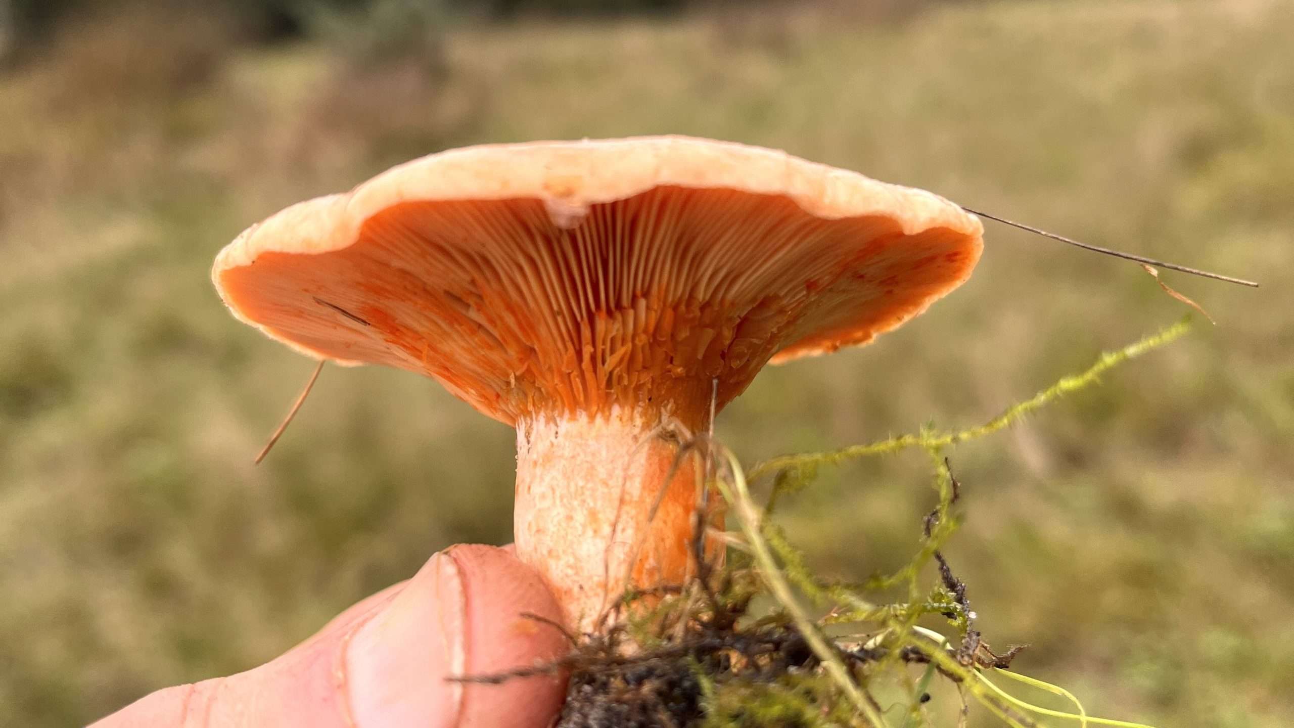 A single mushroom foraged in Dorset with Forage London