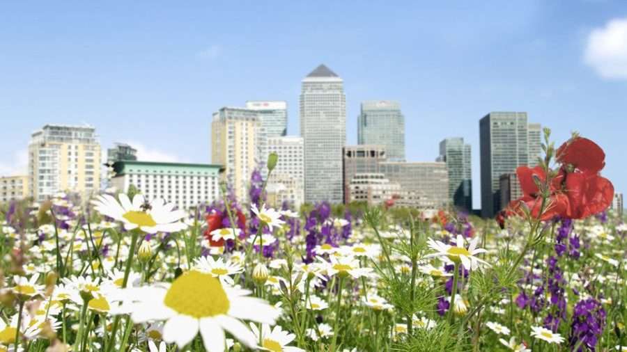 Meadow scene with London skyline