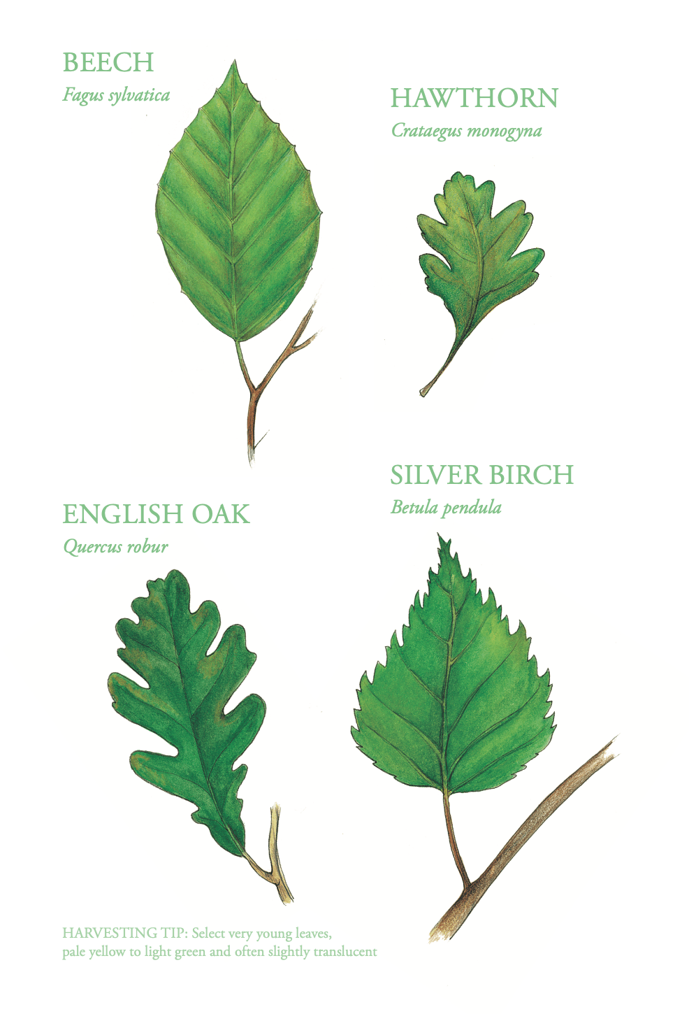 The Edible City May - Foraging leaves