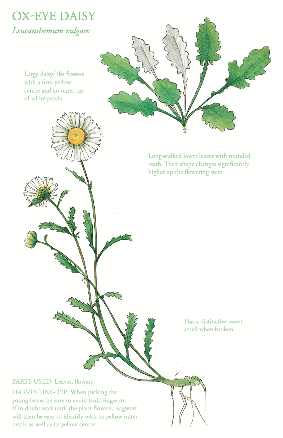 The Edible City May - Ox-Eye Daisy